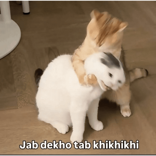 CAT MEME  20