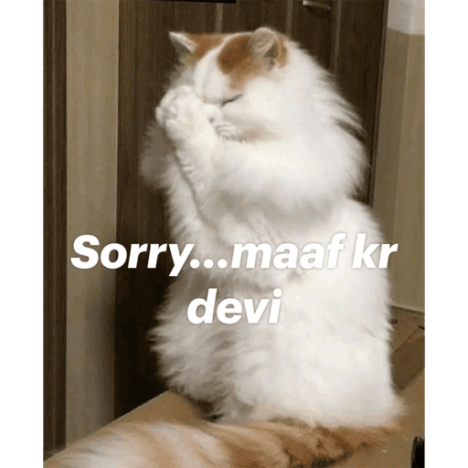 CAT MEME  6
