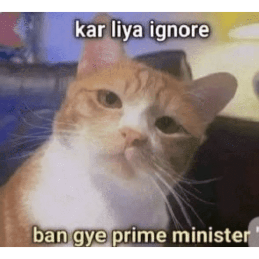 CAT MEME  17