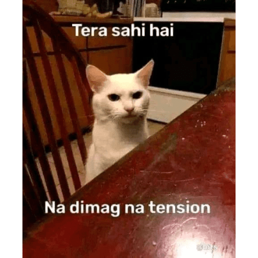 CAT MEME  1