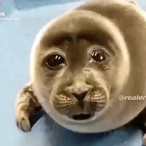 Pipipi
