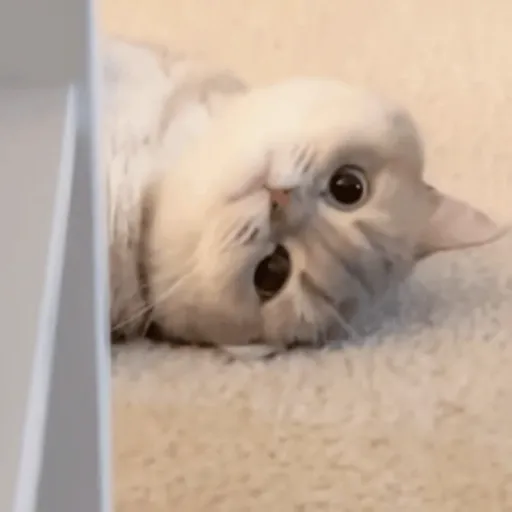 Cat 12