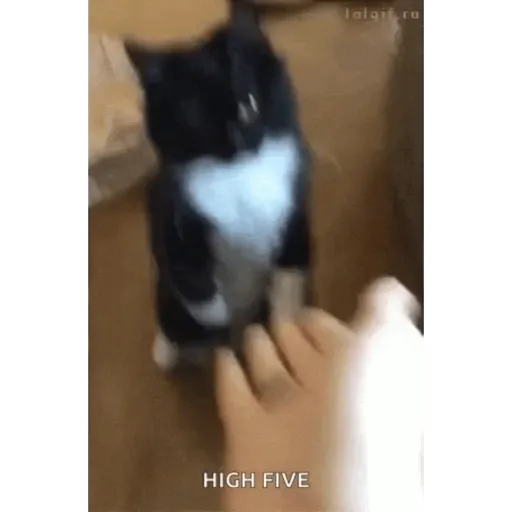 Cat 7