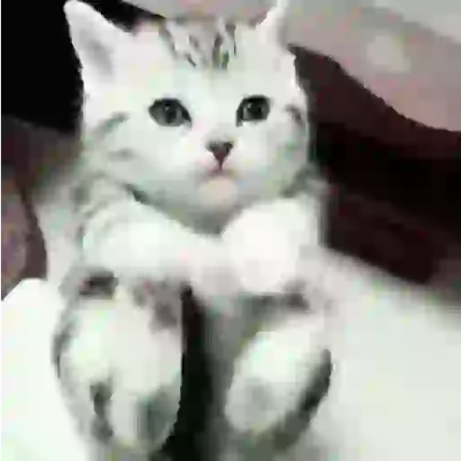 Cat 3