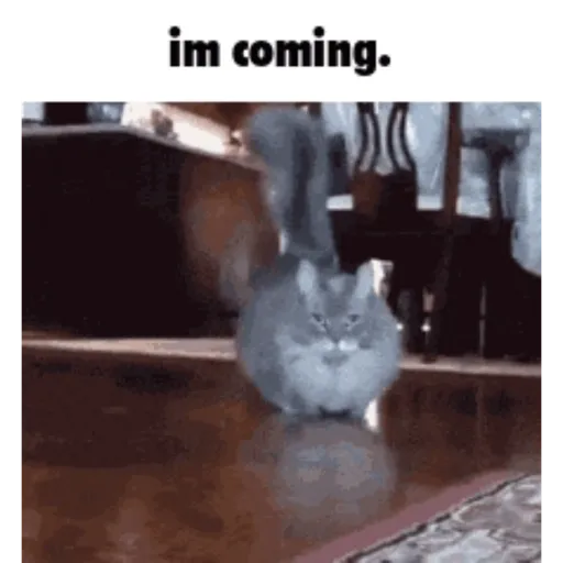 Cat 9