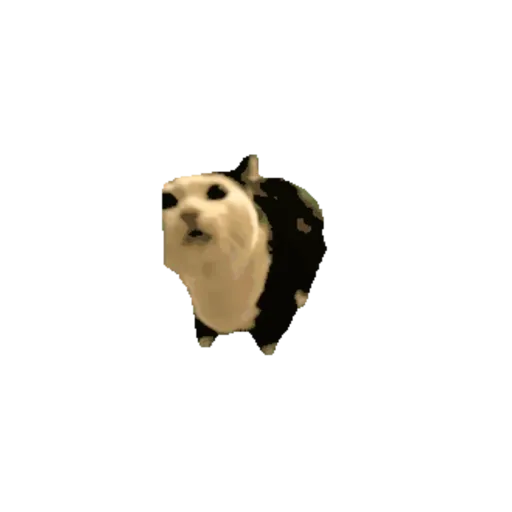 Cat 11