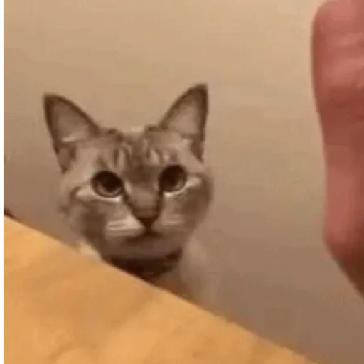 Cat 8