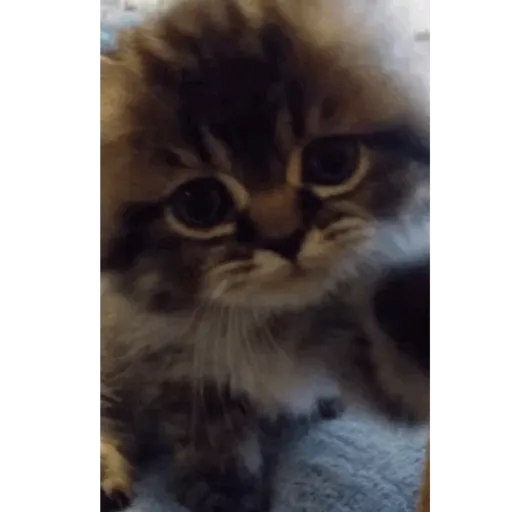 Cat 4