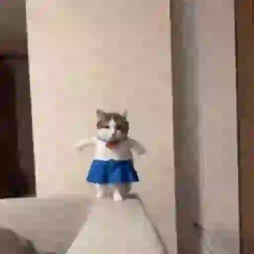 Cat 10