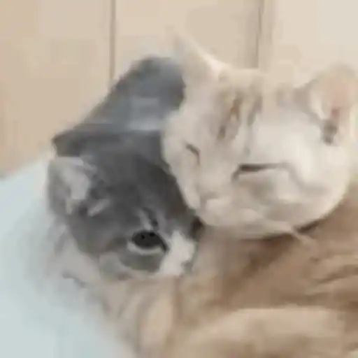 Cat 1