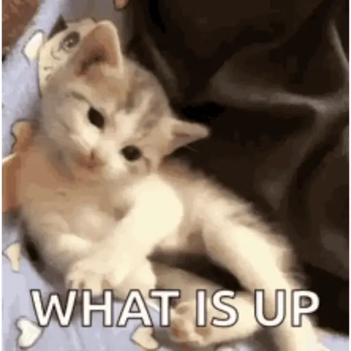 Cat 6