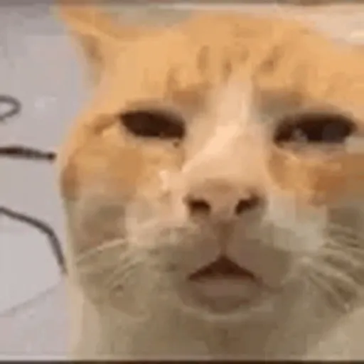 Cat 2