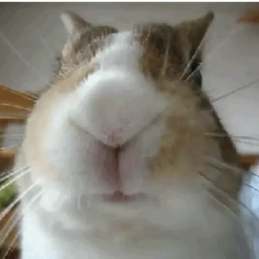 Animals 2 12