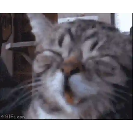 Animals 2 6