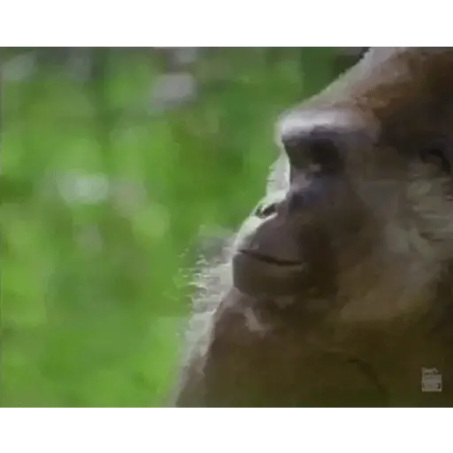 Animals 2 2