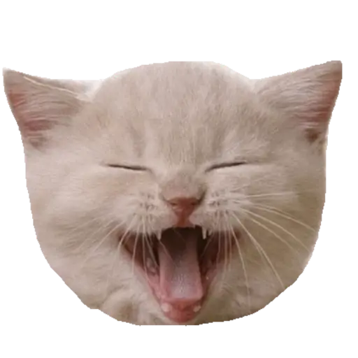 Animals 2 7