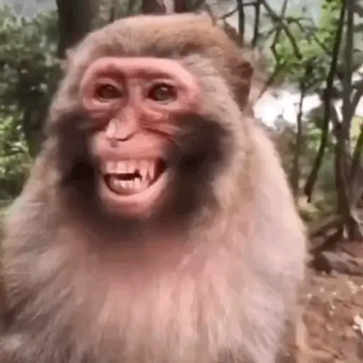 Animals 2 20