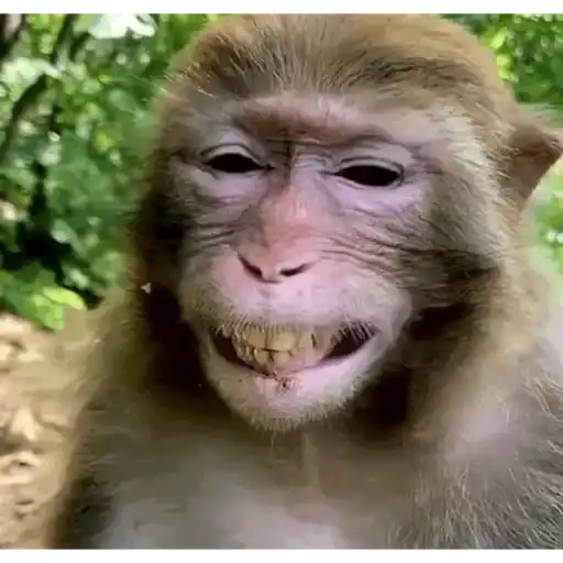 Animals 2 21