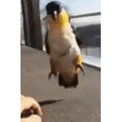 Animals 2 18