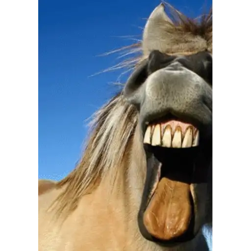 Animals 2 24