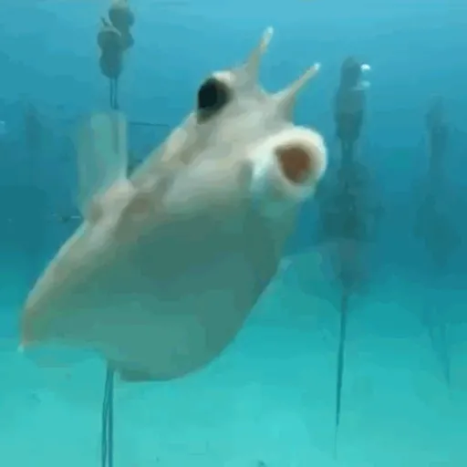 Animals 2 22