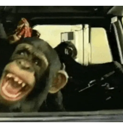 Animals 2 13