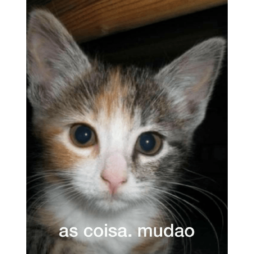 ₊˚๑ 𐐪‹ ⌕ › trava zap ઇ ֺ✦⸼࣪ 6
