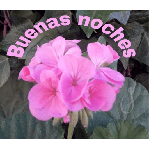 Noche 9
