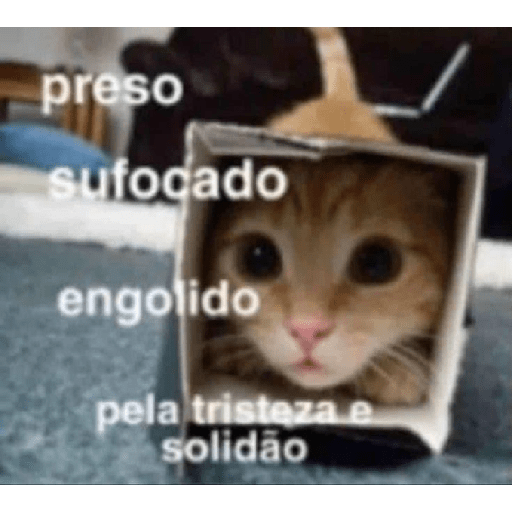 Gatos v4 15