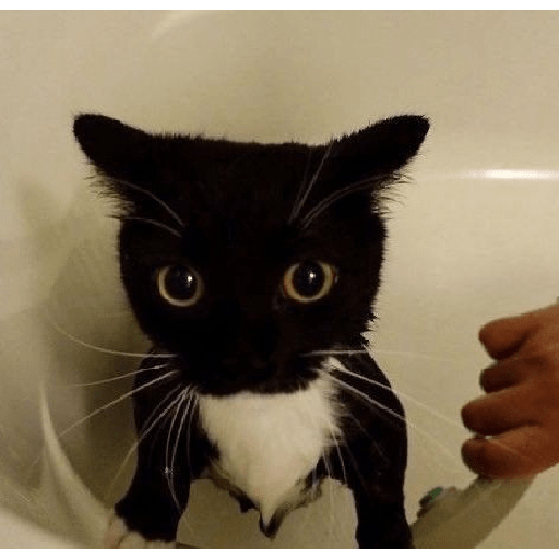 Gatos v4 9