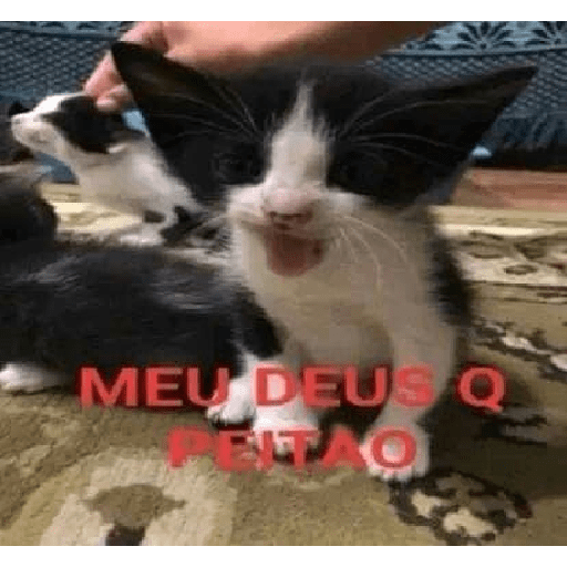 Gatos v4 4