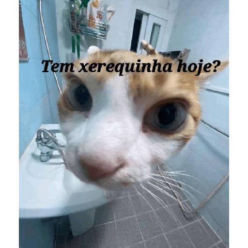 Gatos v4 3