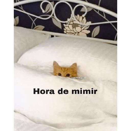Gatos v4 27
