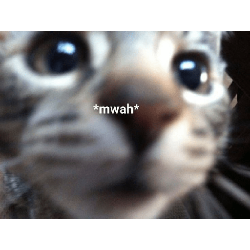 Gatos v4 30