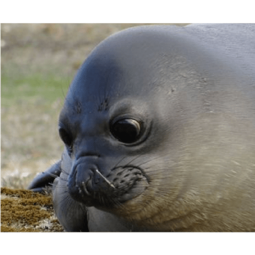 Focas