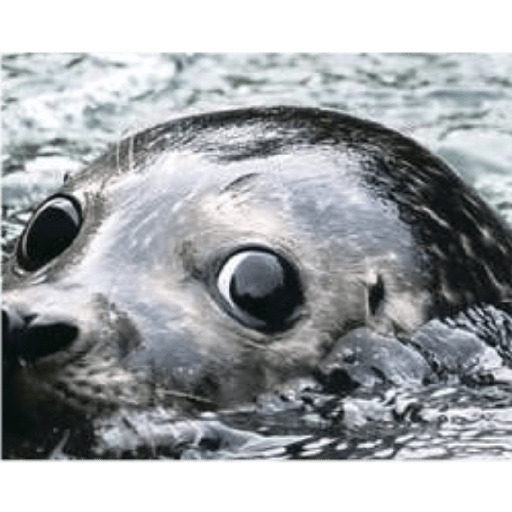Focas