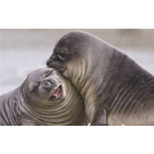 Focas