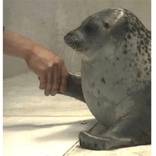 Focas