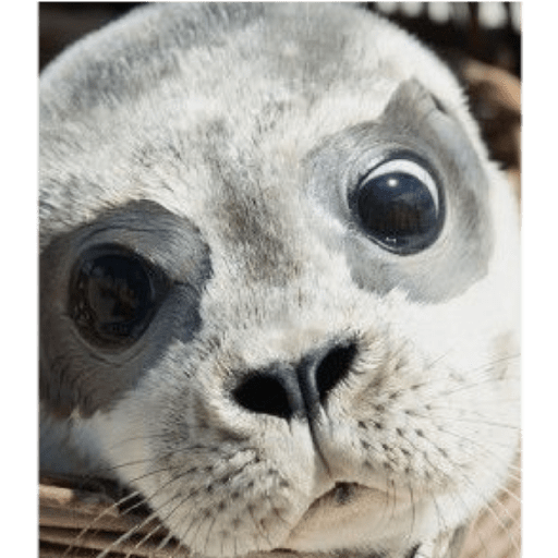 Focas