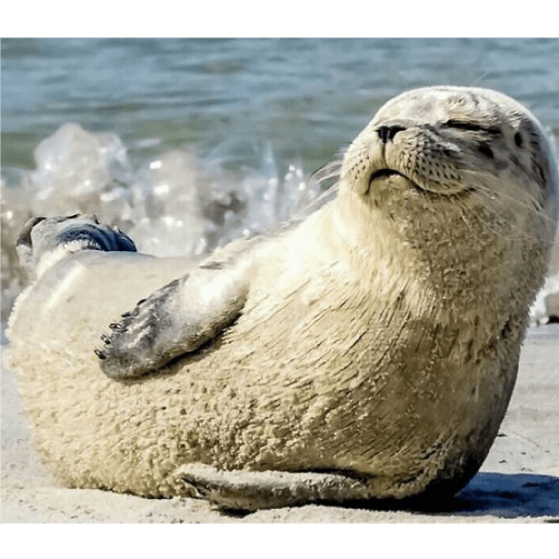 Focas