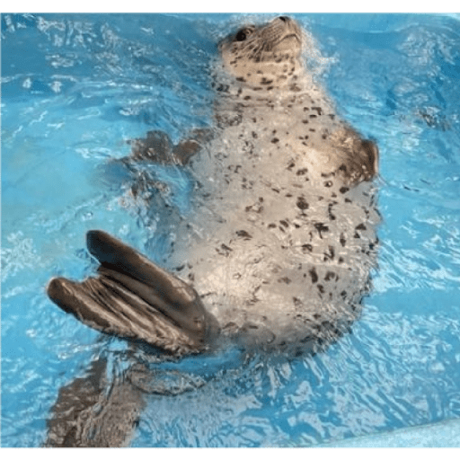 Focas