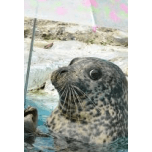 Focas