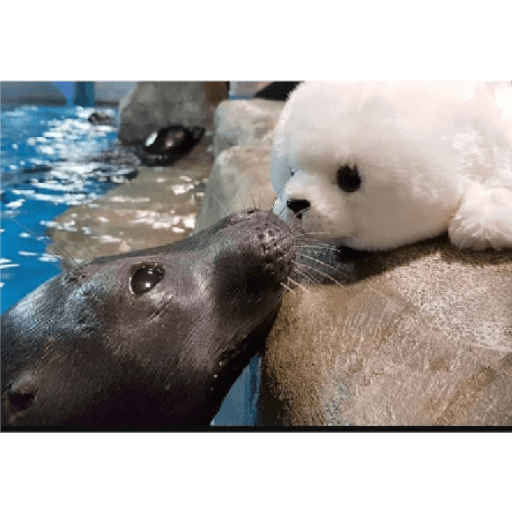 Focas