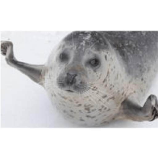 Focas