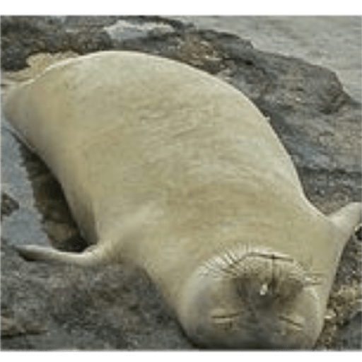 Focas