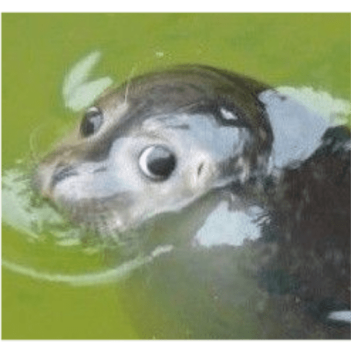 Focas