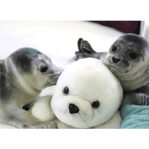 Focas