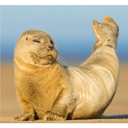 Focas