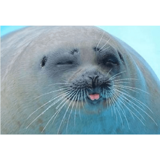 Focas