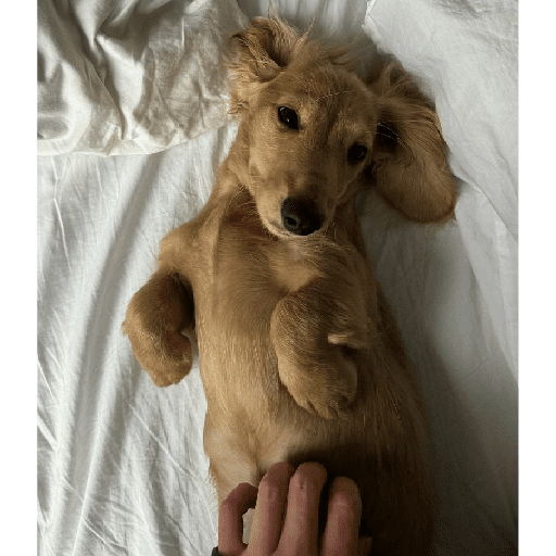 Cachorro 4